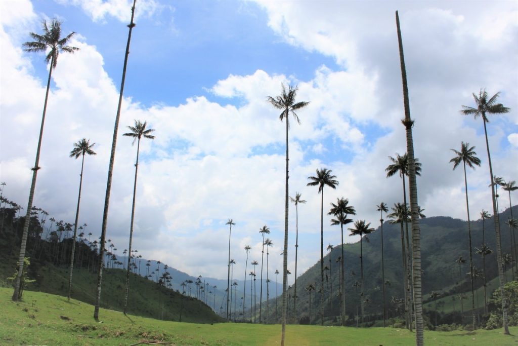 palmas-valle-decocora