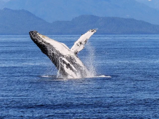 avistamiento de ballenas