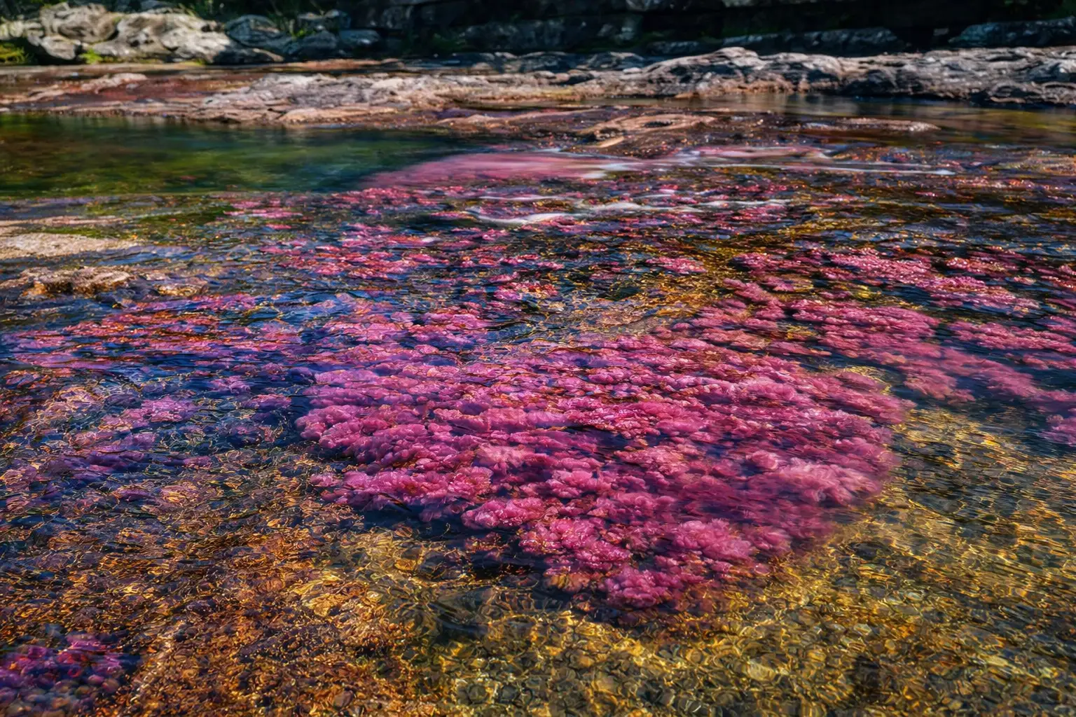 el río de colores en Caño Cristales