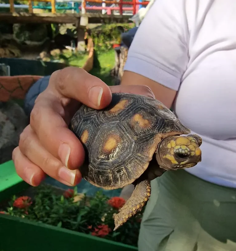 conservacion-de-especies-en-transfers-tours