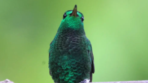 Avistamiento de Aves Matute