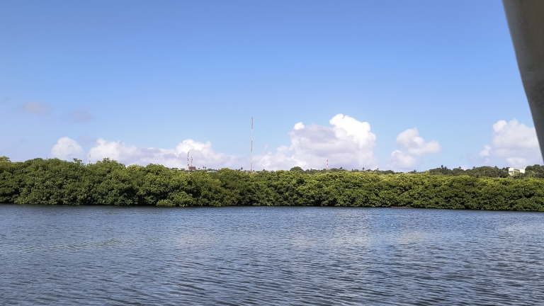 Bay and Mangroves Tour