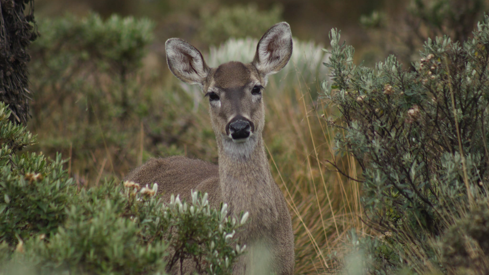 Tour Al Paramo de Oceta