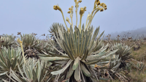 Tour Valle de los Frailejones en Boyacá