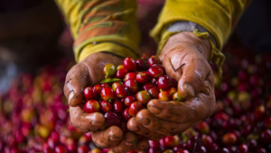 tour cafetero en medellin