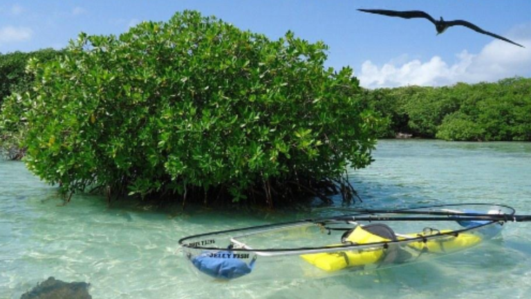 Tour en Kayak por el Jardín Botánico en San Andrés