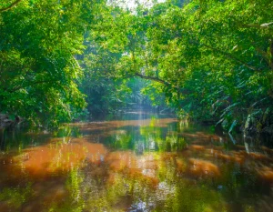 Tour Amazonas Selvas y Ríos