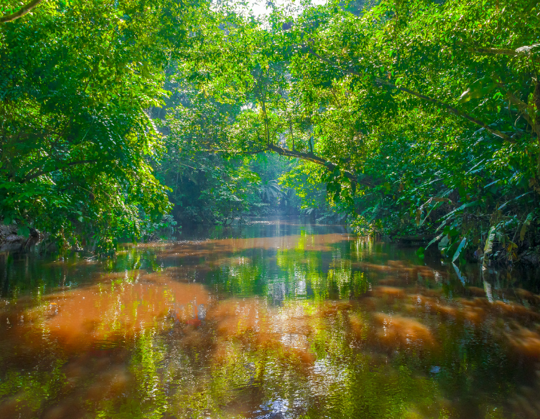 Tour Amazonas Selvas y Ríos