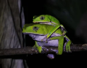 Tour Amazonas Extremo