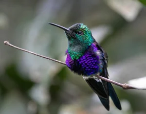 Tour de Avistamiento de Aves en la Vuelta de Occidente