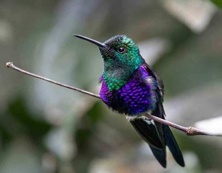 Tour de Avistamiento de Aves en la Vuelta de Occidente