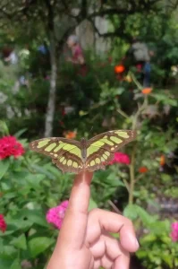 Tour Jardín Botánico y Mariposario