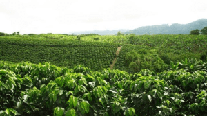 Tour Experiencia Cafetera