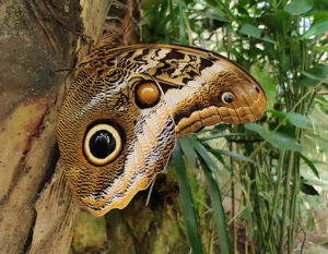 Tour Mariposario Andoke