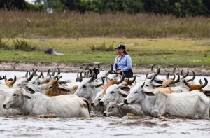 Tour Pasadía Encanto Safari Llanero
