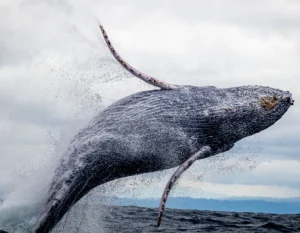 Tour Avistamiento de Ballenas