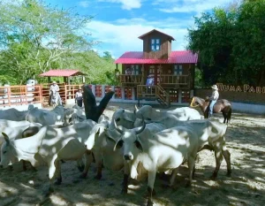 Tour Cultura Llanera