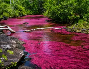 Tour Caño Cristales