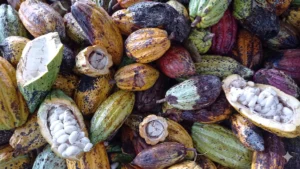 Ruta del Cacao en Rivera, Huila