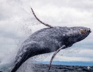 Tour Avistamiento de Ballenas en Bahía Málaga