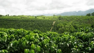 Tour Huila: Experiencia Cafetera