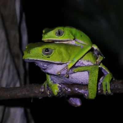 Tour Amazonas Extremo