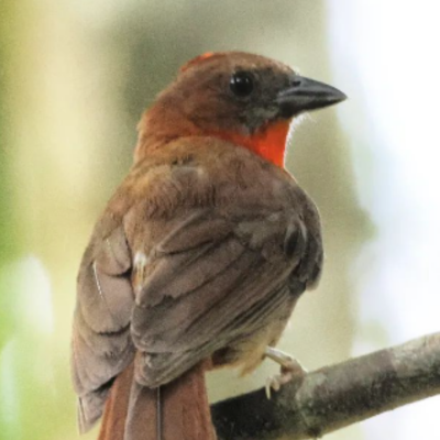 Avistamiento de Aves Matute (2)