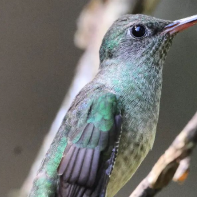 Avistamiento de Aves Matute (5)