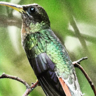 Avistamiento de Aves Matute (6)