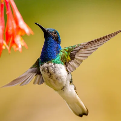 Avistamiento-de-Aves-en-la-Vuelta-de-Occidente-_6_