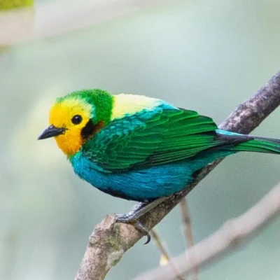 Avistamiento-de-Aves-en-la-Vuelta-de-Occidente