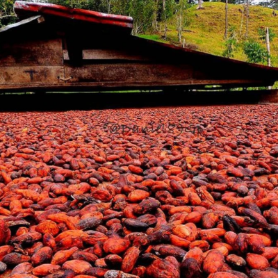 Cacao en San Vicente de Chucurí (2)