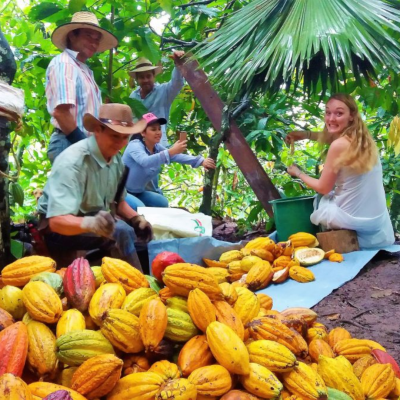 Cacao en San Vicente de Chucurí (4)