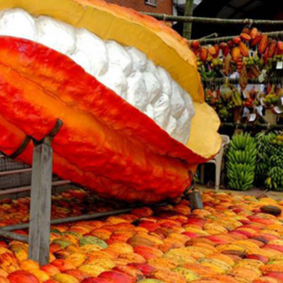 Cacao en San Vicente de Chucurí (5)