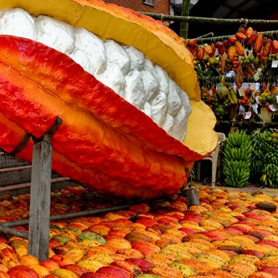 Cacao-en-San-Vicente-de-Chucuri-5