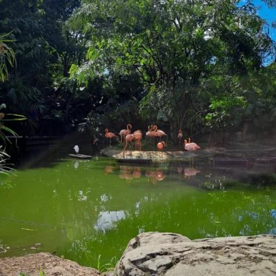 CityTour-y-Zoológico-de-Cali-_2_