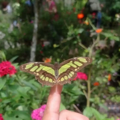 Tour Jardín Botánico y Mariposario