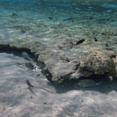 Mini Curso de Buceo (5)