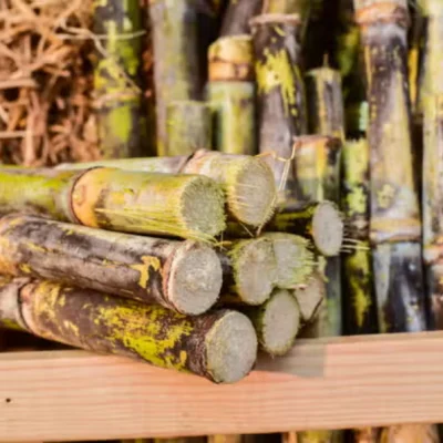 Tour-A-Las-Haciendas-Azucareras-del-valle