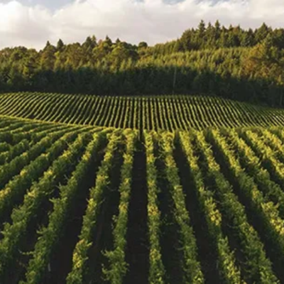 Tour A los Viñedos Boyacenses (2)