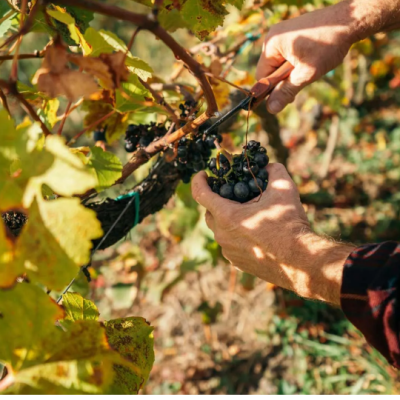 Tour A los Viñedos Boyacenses (5)