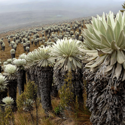 Tour Al Paramo de Oceta (4)