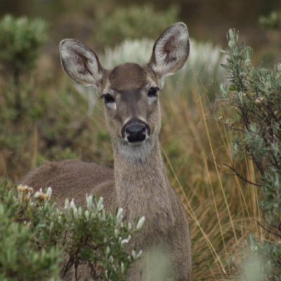 Tour Al Paramo de Oceta