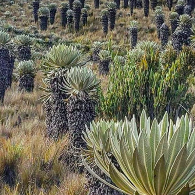 Tour Al Paramo de Oceta