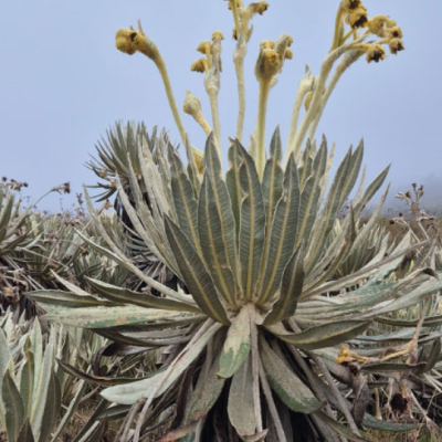 Tour Caminata por el Valle de los Frailejones (5)