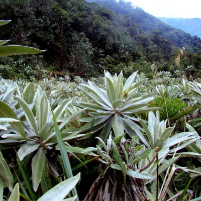 Tour Ecoturístico Reserva Páramo de Miraflores (2)