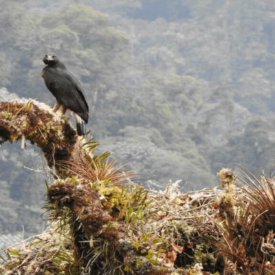 Tour Ecoturístico Reserva Páramo de Miraflores (5)