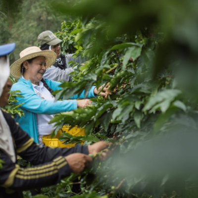 Tour Experiencia Cafetera (2)