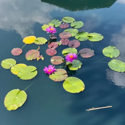 Tour-Jardín-Botanico-Cali-_4_