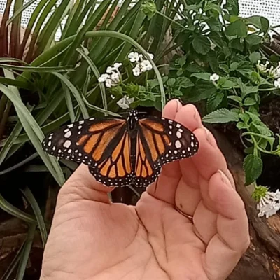 Tour-Mariposario-Andoke-_4_